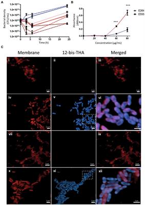 Using a multi-omic approach to investigate the mechanism of 12-bis-THA activity against Burkholderia thailandensis